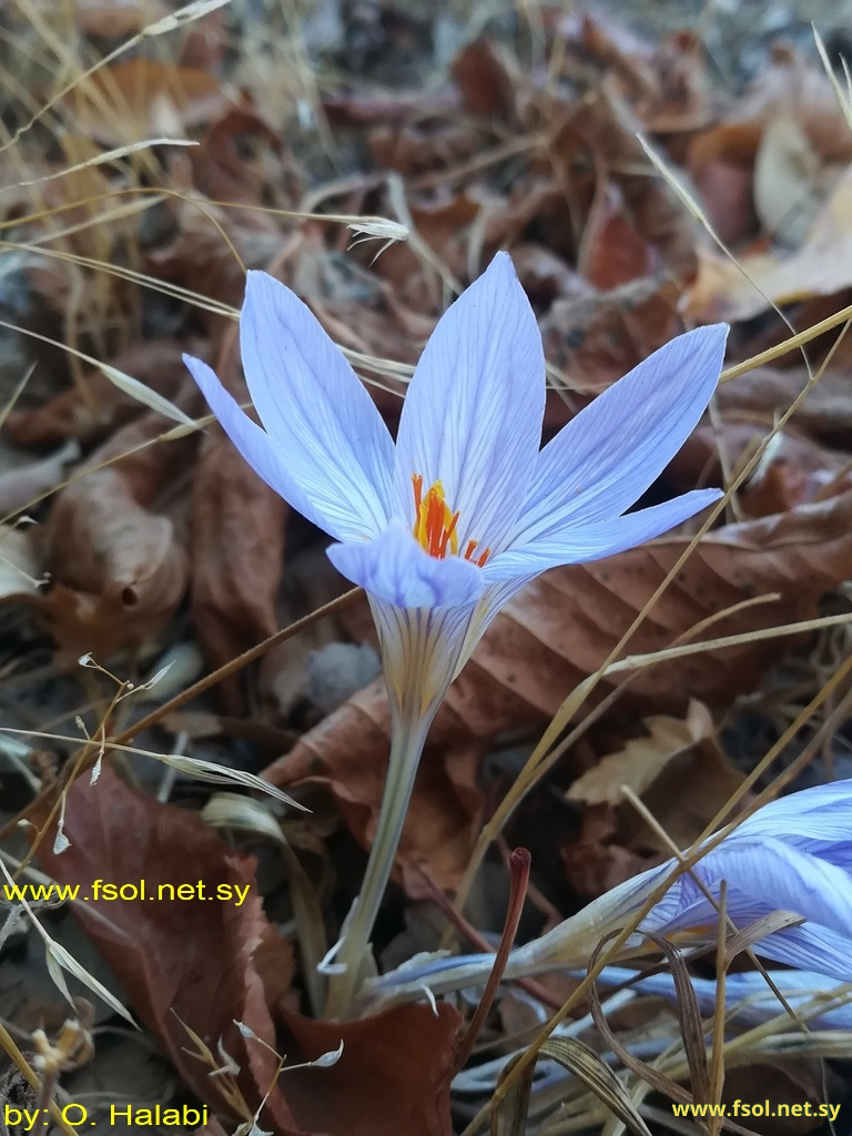 Crocus cancellatus Herbert.